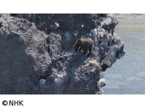 ダーウィンが来た！「最新報告　“ヒグマの楽園”の異変」