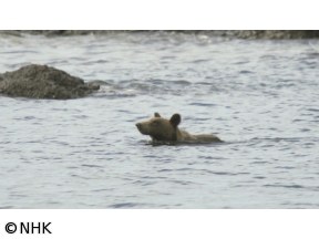 ダーウィンが来た！「最新報告　“ヒグマの楽園”の異変」