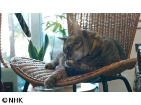 ネコメンタリー　猫も、杓子（しゃくし）も。　村山早紀と千花