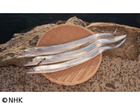 釣りびと万歳　巨大タチウオに挑め!〜レイザーラモンRG　山口・周防大島町〜