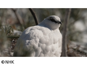 にっぽん百名山　雪をまとった“北アルプスの女王”〜燕岳(つばくろだけ)〜