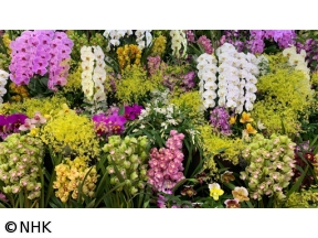 世界らん展　2026−花と緑の祭典−