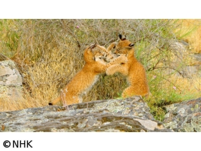 ワイルドライフ　スペイン南西部　陽光の大地を駆ける!幻のスペインオオヤマネコ[解…