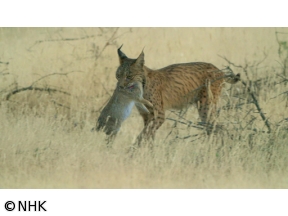 ワイルドライフ　スペイン南西部　陽光の大地を駆ける!幻のスペインオオヤマネコ[解…