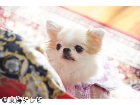 土ドラ・時光代理人　#04【名探偵はハナが利く】