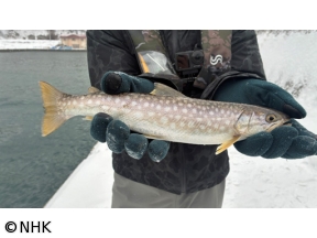 釣りびと万歳　冬の日本海　アメマスを誘い出せ〜鶴岡慎也　北海道・せたな町〜