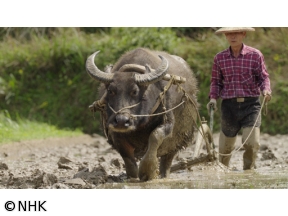 ワイルドライフ　スペシャル　国際共同制作　台湾　里山〜人と生きものの記憶〜…