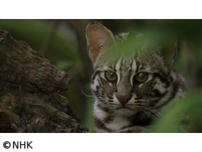 ワイルドライフ　スペシャル　国際共同制作　台湾　里山〜人と生きものの記憶〜…