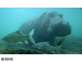 ダーウィンが来た！「強い！かわいい！カバ大百科」