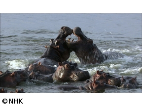 ダーウィンが来た！「強い！かわいい！カバ大百科」