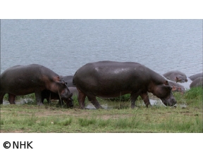 ダーウィンが来た！「強い！かわいい！カバ大百科」