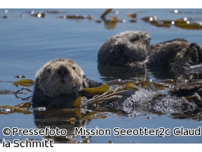 地球ドラマチック　ラッコの暮らすケルプの森で