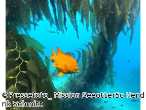 地球ドラマチック　ラッコの暮らすケルプの森で