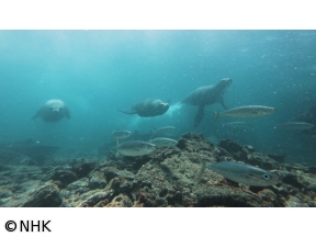 ワイルドライフ　スペシャル「福山雅治が見つめる“激変ガラパゴス”」