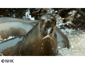 ワイルドライフ　スペシャル「福山雅治が見つめる“激変ガラパゴス”」