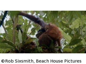 地球ドラマチック　動物たちのサバイバル術　オランウータンに学べ！