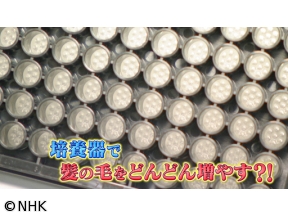 所さん！事件ですよ　3歳から脱毛サロンに！？“毛”の最新事情