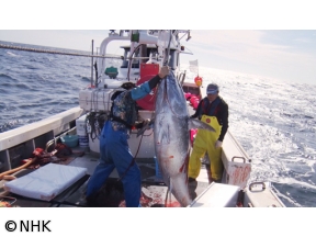 プロフェッショナル　津軽海峡、マグロに愛された男　マグロ漁師・菊池武一