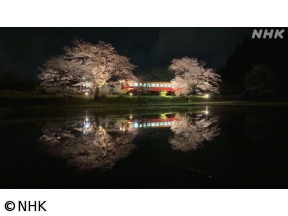運転席からの風景　桜の記憶