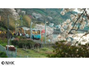 運転席からの風景　桜の記憶