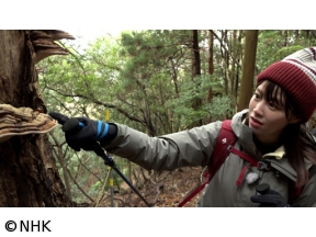 にっぽん百低山「竜王山・山口」