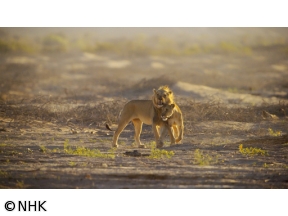ダーウィンが来た！「幻の砂漠ライオン！孤高のメス　最後の物語」