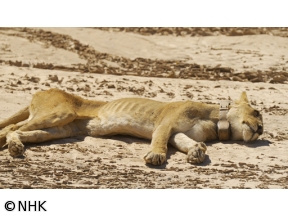 ダーウィンが来た！「幻の砂漠ライオン！孤高のメス　最後の物語」