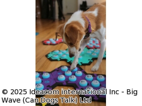 地球ドラマチック　大実験！イヌは「話せる」のか？