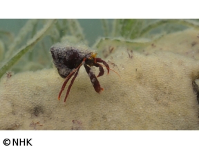 ダーウィンが来た！「生きもの大集合！謎の白い海」