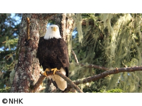 ダーウィンが来た！「生きもの大集合！謎の白い海」