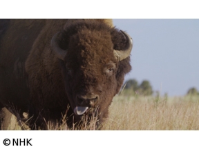 ワイルドライフ　北米イエローストン　よみがえる草原の守護者　バイソン