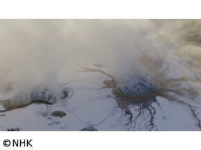 ワイルドライフ　北米イエローストン　よみがえる草原の守護者　バイソン