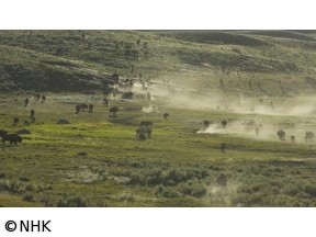 ワイルドライフ　北米イエローストン　よみがえる草原の守護者　バイソン