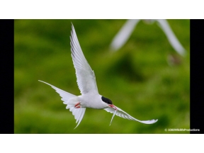 地球ドラマチック　渡り鳥の楽園　アイスランド