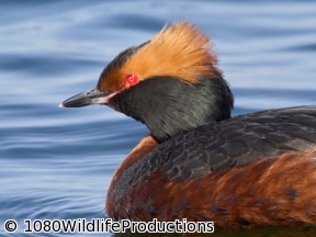 地球ドラマチック　渡り鳥の楽園　アイスランド