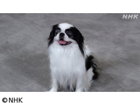 心おどる　犬ワールド（4）人によりそい働く犬