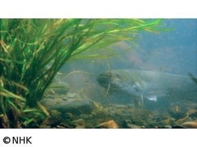 ダーウィンが来た！「徹底解明！ナマズの超能力」