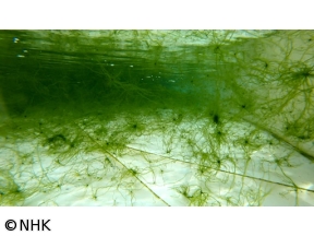 所さん！事件ですよ　地球を救うスーパーフード！？驚異の“藻”パワー