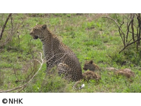 ダーウィンが来た！「忍びのワザで生きろ！ヒョウ母子」
