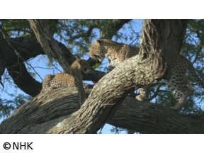 ダーウィンが来た！「忍びのワザで生きろ！ヒョウ母子」