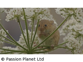 ワイルドライフ　国際共同制作　ワイルドロンドン