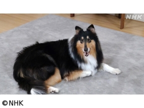 心おどる　犬ワールド（5）日本の犬・外国の犬