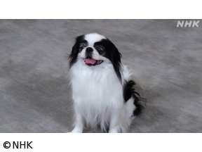 心おどる　犬ワールド（5）日本の犬・外国の犬