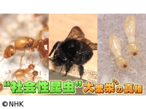 サイエンスZERO“社会性昆虫”大繁栄の真相