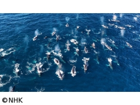 ワイルドライフSP　南アフリカ　世界初!巨大クジラ300頭海に響く歌の秘密