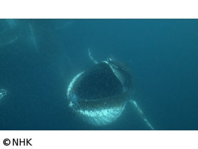 ワイルドライフSP　南アフリカ　世界初!巨大クジラ300頭海に響く歌の秘密