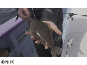 釣りびと万歳　春　のんびりマガレイと根比べ〜はるな愛　宮城・仙台湾〜