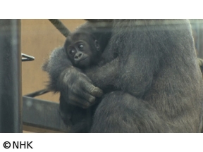ザ・バックヤード　知の迷宮の裏側探訪　京都市動物園