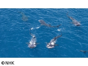 ワイルドライフ　SP　よみがえる感動　「ジンベエザメ」「巨大クジラ」大集結
