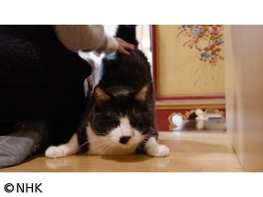 ネコメンタリー　犬丸宣子と猫丸と猫助と猫納言と猫小町